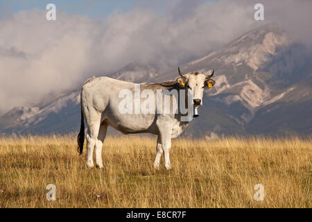 Weiße Milchkuh mit Blick auf die herrliche Aussicht auf Wiese in den europäischen Appennins Stockfoto