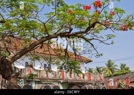 COCHIN ODER KOCHI INDIEN FLAMBOYANT BAUM [DELONIX REGIA] UND ROTE BLÜTEN BEDECKEN EIN RENOVIERTES HAUS AM ALTEN HAFEN Stockfoto