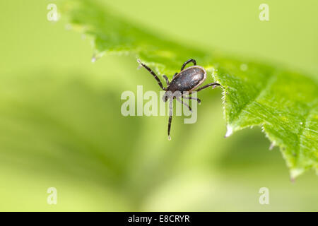 Die Schafe Tick, Ixodes persulcatus Stockfoto