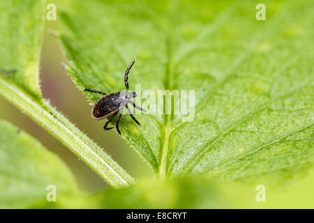 Die Schafe Tick, Ixodes persulcatus Stockfoto