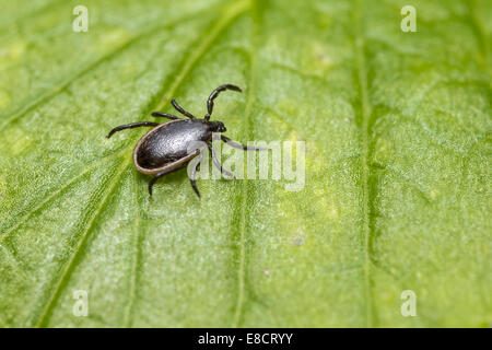 Die Schafe Tick, Ixodes persulcatus Stockfoto