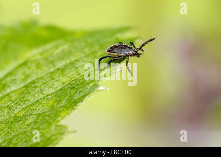 Die Schafe Tick, Ixodes persulcatus Stockfoto