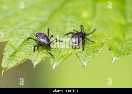 Die Schafe Tick, Ixodes persulcatus Stockfoto