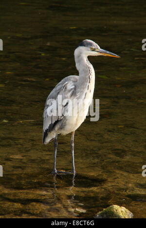 Eine graue Heron(ardea cinerea) steht in einem Fluss an einem sonnigen Tag auf der Suche nach Fisch, Peak District Nationalpark Derbyshire England UK Stockfoto