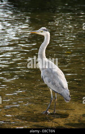 Eine graue Heron(ardea cinerea) steht in einem Fluss an einem sonnigen Tag auf der Suche nach Fisch, Peak District Nationalpark Derbyshire England UK Stockfoto