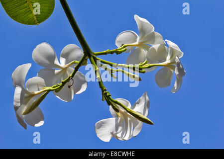 WEIßEN FRANGIPANI [PLUMERIA] BLÜTEN VOR BLAUEM HIMMEL Stockfoto