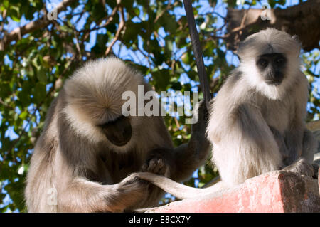 Nahaufnahme des schwarzen konfrontiert indische Languren Affen Mutter pflegen ihr Baby in gefleckte Sonnenlicht in den Bäumen. Grau oder Hanuman Languren Stockfoto