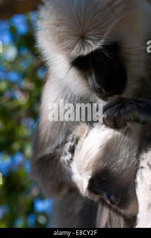 Nahaufnahme des schwarzen konfrontiert indische Languren Affen Mutter pflegen ihr Baby in gefleckte Sonnenlicht in den Bäumen. Graue Languren Stockfoto