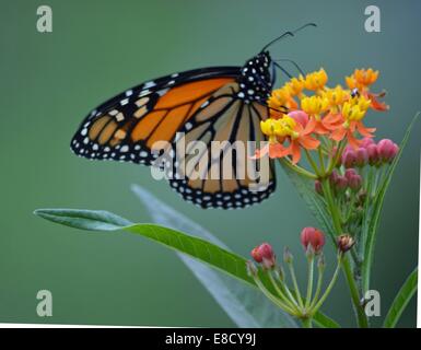 Monarch-Schmetterling auf Blume Schmetterling weed Stockfoto