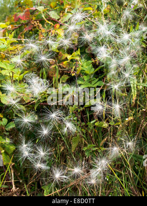 Mariendistel Samen gefangen in einem Spinnen-Netz mit einer gemeinsamen Kreuzspinne im Zentrum Stockfoto