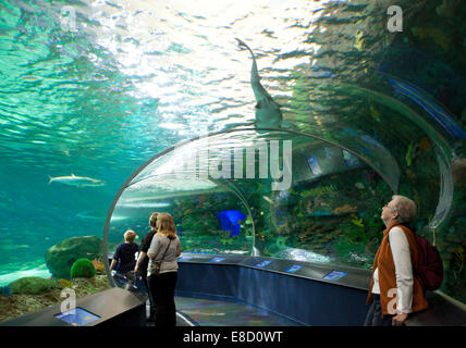 TORONTO-15. September 2014: Touristen bewundert das Haifischbecken Display im Ripleys Aquarium in Torornto am 15. September 2014. Stockfoto