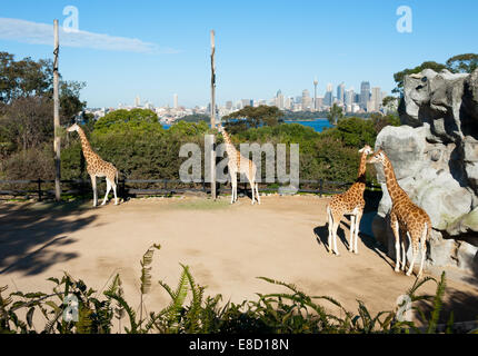 Ein Blick auf die berühmten Giraffen, Sydney Harbour und die Skyline von Sydney im Taronga Zoo in Sydney, Australien. Stockfoto