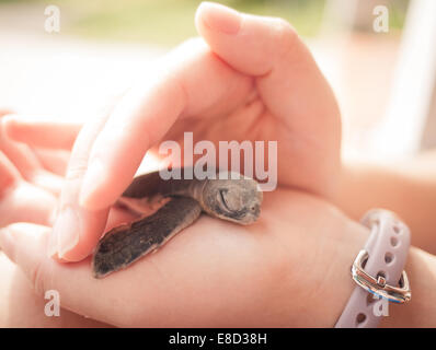 Eine Baby grüne Meeresschildkröte schläft in den Händen eines Freiwilligen bei der WWF Schildkrötenaufzucht Bay Canh Island, Con Dao, Vietnam. Stockfoto