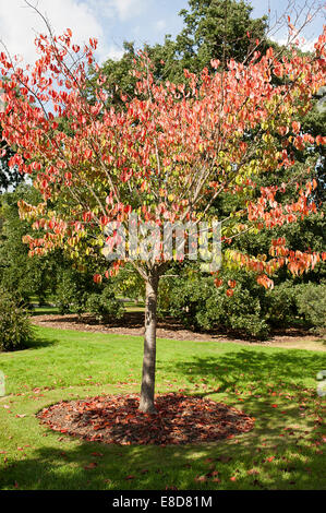 Atemberaubende herbstliche Änderungen an Bäumen in Kew Gardens. Stockfoto