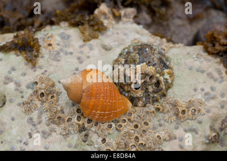 Orange Hund Wellhornschnecke auf einige Seepocken in Eastbourne, East Sussex Stockfoto