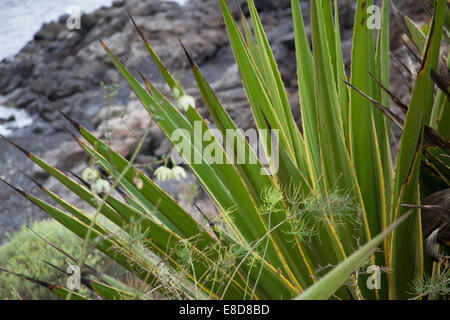 Felsen am Strand Teneriffa Stockfoto