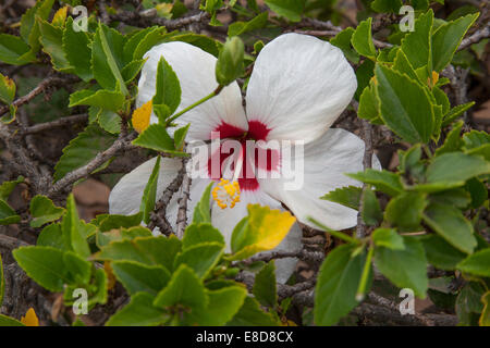 Weiße und rote Hibisken Teneriffa Kanarische Inseln Stockfoto