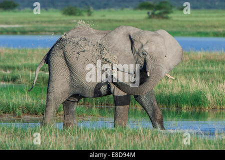 Afrikanischer Elefant (Loxodonta Africana) Abkühlung am Wasserloch Namutoni, Etosha Nationalpark, Namibia Stockfoto