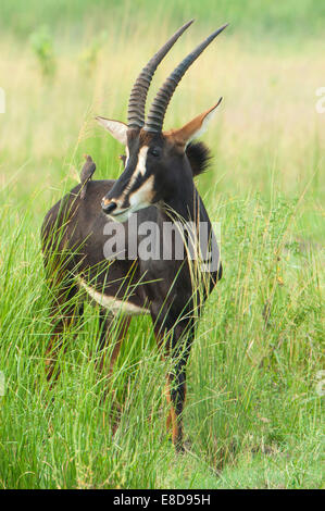 Rappenantilope (Hippotragus Niger) in hohe Gräser, Chobe Waterfront, Chobe Nationalpark, Botswana Stockfoto