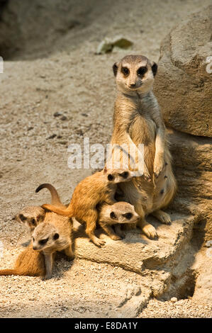 Erdmännchen (Suricata Suricatta) mit Welpen, gefangen Stockfoto