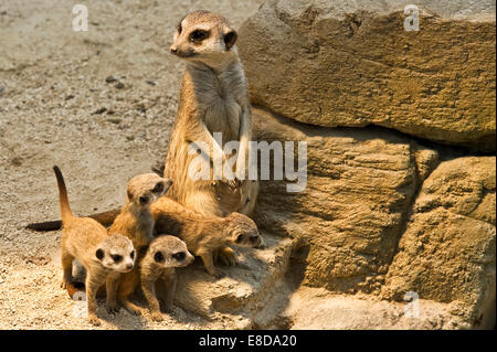 Erdmännchen (Suricata Suricatta) mit Welpen, gefangen Stockfoto