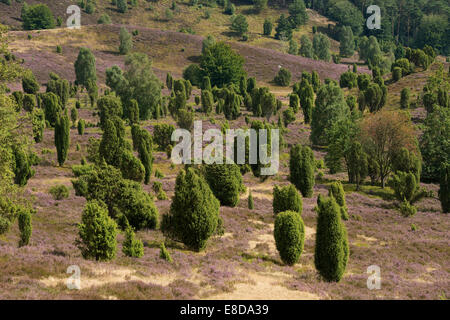 Heidekraut (Calluna Vulgaris), Blüte und Gemeine Wacholder (Juniperus Communis), Totengrund Tal, Wilsede Stockfoto