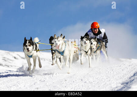 Alpine Trail Sled Dog Race 2012, Huskies, Plätzwiese Almwiese, Naturpark Fanes-Sennes-Prags, Prags, Dolomiten Stockfoto