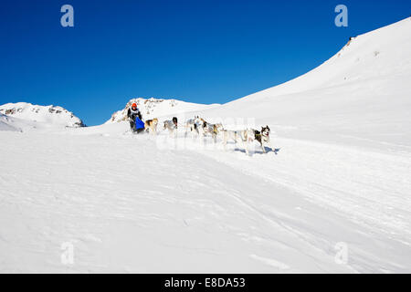 Alpine Trail Sled Dog Race 2012, Huskies, über Lü, Val Müstair, Engadin, Schweiz Stockfoto