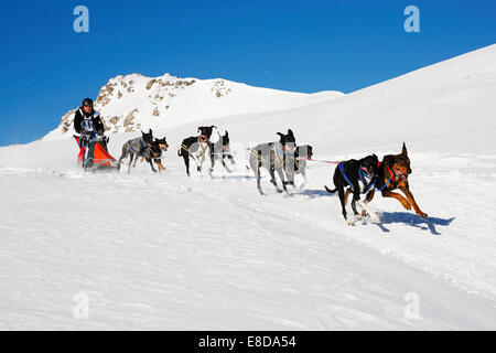 Alpine Trail Sled Dog Race 2012, Eurohounds, über Lü, Val Müstair, Engadin, Schweiz Stockfoto