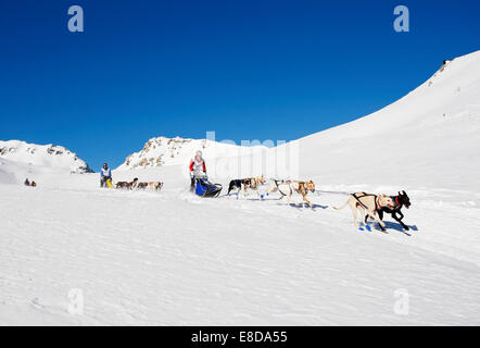 Alpine Trail Sled Dog Race 2012, Eurohounds, über Lü, Val Müstair, Engadin, Schweiz Stockfoto