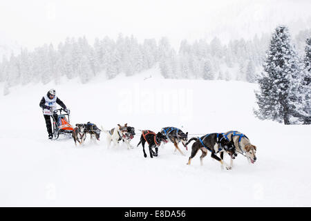 Alpine Trail Sled Dog Race 2013, Eurohounds, Plätzwiese Almwiese, Naturpark Fanes-Sennes-Prags, Prags, Dolomiten Stockfoto