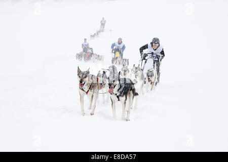 Alpine Trail Sled Dog Race 2013, Plätzwiese Almwiese, Naturpark Fanes-Sennes-Prags, Prags, Dolomiten, Alto Adige, Italien Stockfoto