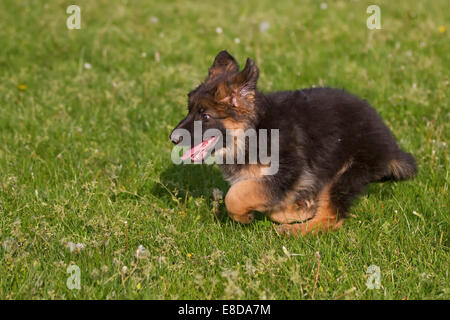 Deutscher Schäferhund Welpen Stockfoto