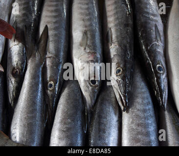 Barrakudas am Fisch Markt, Victoria, Mahé, Seychellen Stockfoto