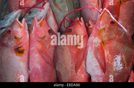 Am Fisch Fischmarkt, Victoria, Mahé, Seychellen Stockfoto