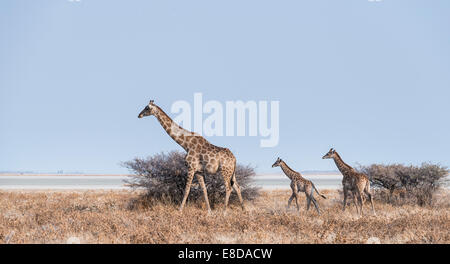 Giraffe (Giraffa Camelopardis) mit zwei jungen vor Sträuchern, Etosha Pan, Etosha Nationalpark, Namibia Stockfoto