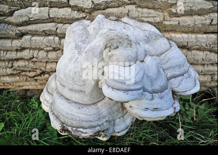 Zunderschwamm (Zündstoff Fomentarius) auf einem gefällten Pappeln (Populus), Mecklenburg-Vorpommern, Deutschland Stockfoto