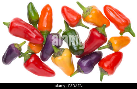 Sibirische Haus Paprika, verschiedenen Stadien der Reife Stockfoto