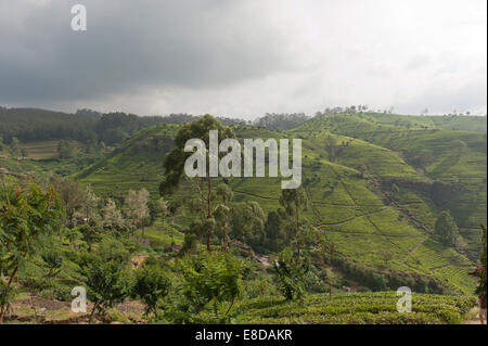 Tee-Plantage auf einem Hügel, Tee-Garten in der Nähe von Hotel Teefabrik, Nuwara Eliya, Sri Lanka Stockfoto