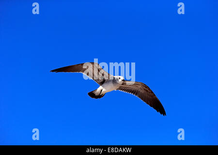 Lachende Möve (Larus Atricilla), fliegen, Sanibel Island, Florida, USA Stockfoto