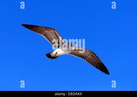 Lachende Möve (Larus Atricilla), fliegen, Sanibel Island, Florida, USA Stockfoto