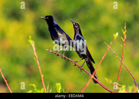 Zwei Boot-angebundene Stare (Quiscalus großen), Männchen, Wakodahatchee Feuchtgebiete, Delray Beach, Florida, USA Stockfoto