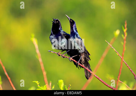 Zwei Boot-angebundene Stare (Quiscalus großen), Männchen, Berufung, Wakodahatchee Feuchtgebiete, Delray Beach, Florida, USA Stockfoto