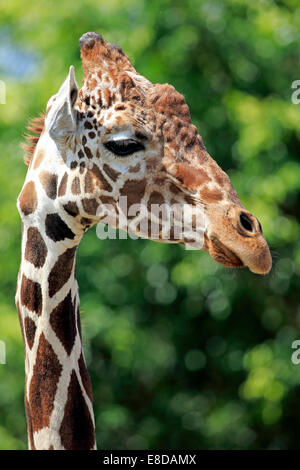 Retikuliert Giraffe (Giraffa Plancius Reticulata), Erwachsene, Porträt, in Gefangenschaft, Miami, Florida, USA Stockfoto