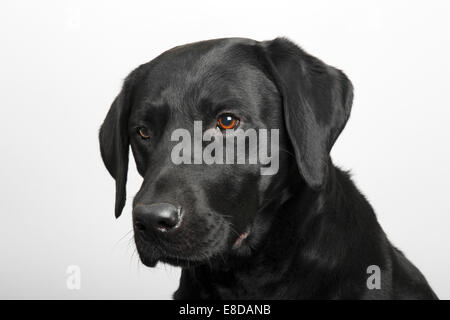 Schwarze Labrador Retriever Hund, Männlich, Porträt Stockfoto