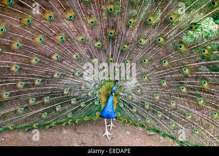 Blauer Pfau (Pavo Cristatus) anzeigen, Hessen, Deutschland Stockfoto