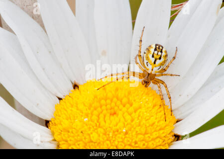 Kricketschläger Orb-Weaver Spider (Mangora Fotocommunity) auf einem Ochsen-Auge Daisy (Leucanthemum Vulgare), Hessen, Deutschland Stockfoto