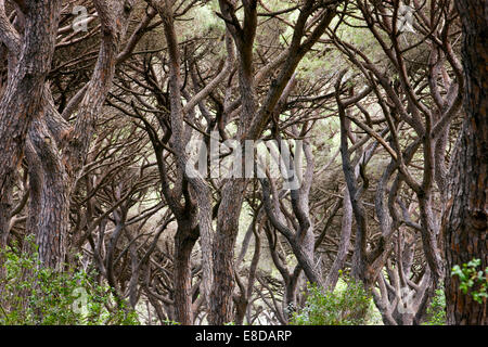 Pinienwald in der Nähe von Castiglione della Pescaia, Provinz Grosseto, Toskana, Italien Stockfoto