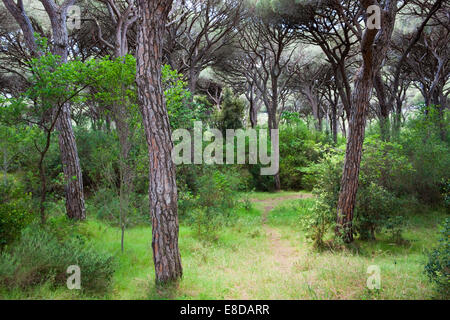 Pinienwald in der Nähe von Castiglione della Pescaia, Provinz Grosseto, Toskana, Italien Stockfoto