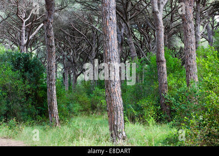 Pinienwald in der Nähe von Castiglione della Pescaia, Provinz Grosseto, Toskana, Italien Stockfoto